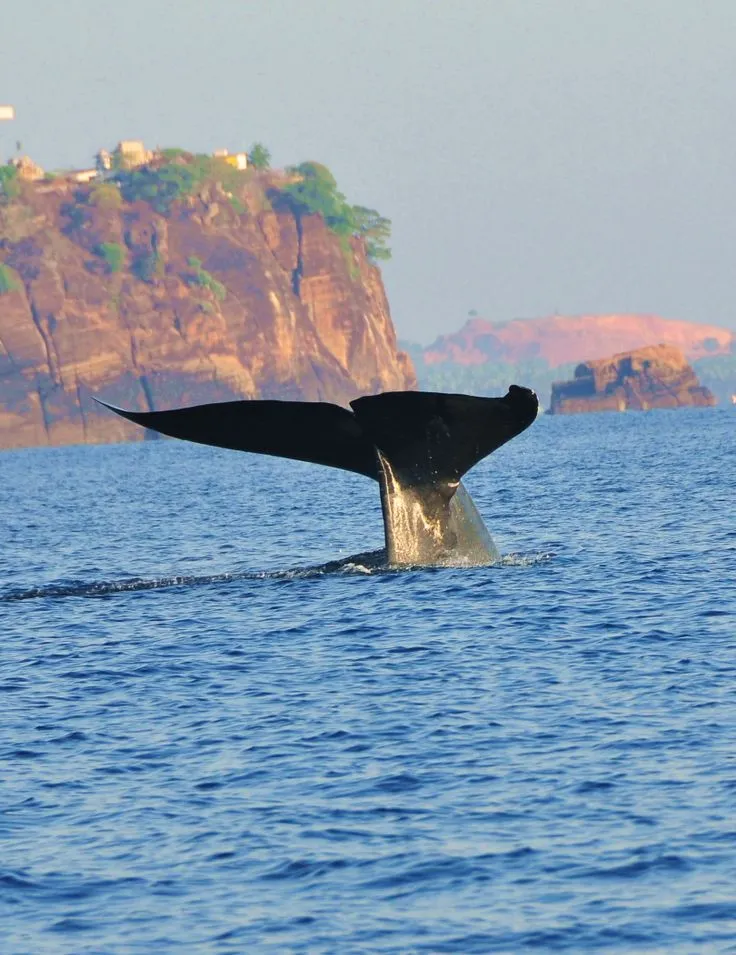 Blue whale tail disappearing into water