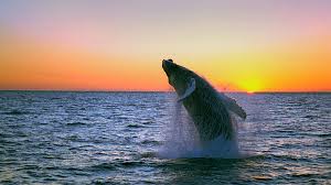 Blue whale breaching at sunset