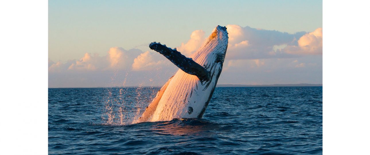 Blue whale tail fluke