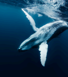 Close-up of blue whale underwater